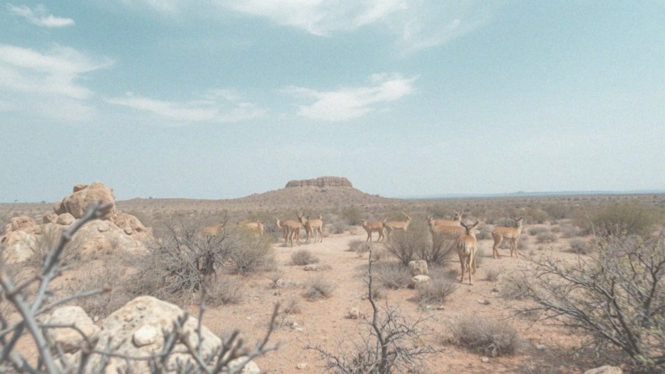 Jakie zwierzęta można spotkać w Parku Narodowym Ranthambore?